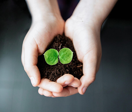 spring seedling